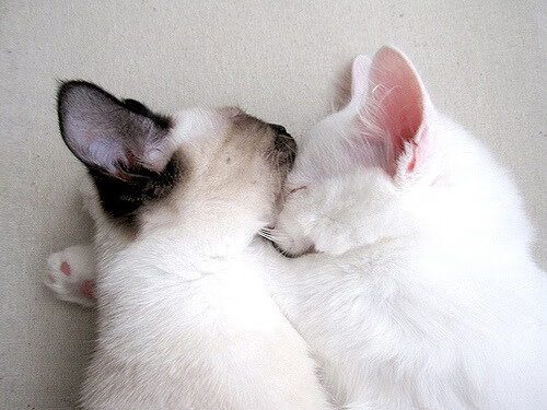 篮球APP上线,全方位报道中国篮球赛事和明星动态,篮球推荐软件app排名