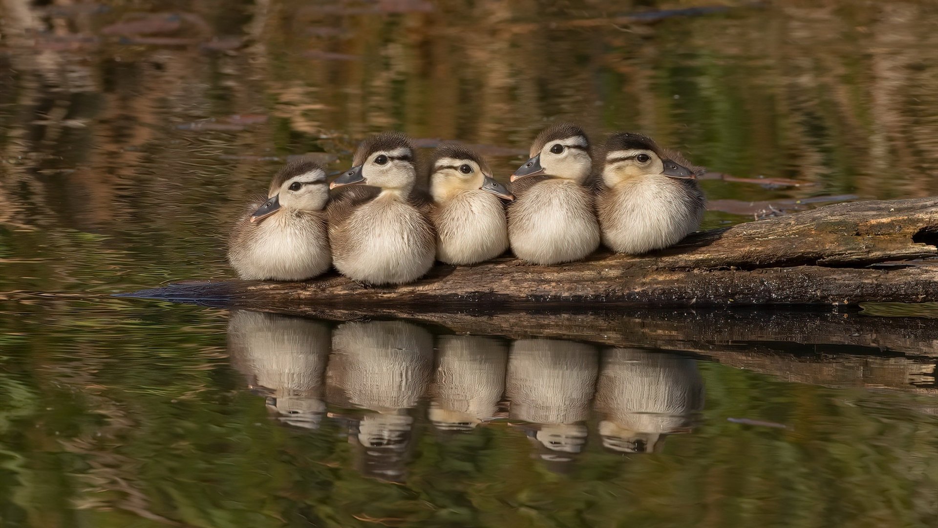 体育新闻中心联合平台探索体育创作者商业变现模式,体育界的新闻