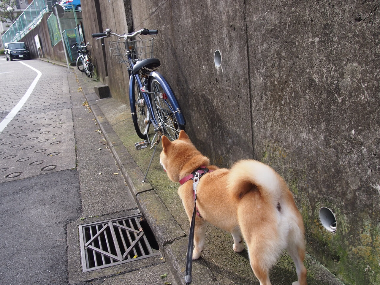 新星爆发是否为豪门球队带来转会利润契机,新的球星