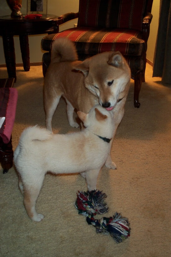 体育赛事票务系统优化，体育赛事门票的销售渠道和策略主要有哪些