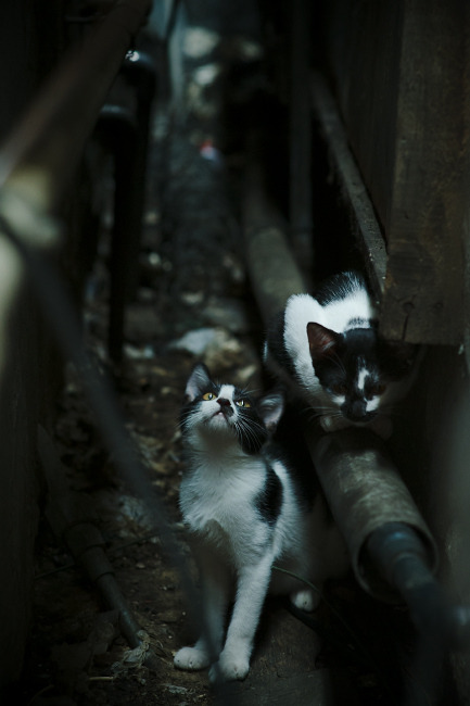 B体育中国官方平台-全国篮球技能挑战赛落幕多位新星崭露头角引发关注，全国运动技能测试专家评审委员会篮球