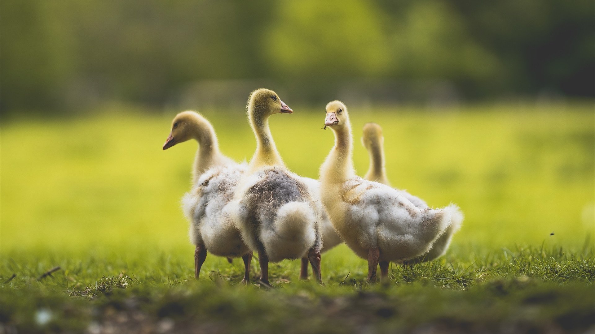 极限运动器材安全标准上调,极限运动清单